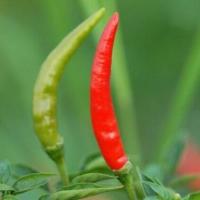 ราคา พริกหัวเรือ ถูกที่สุด10 บ เมล็ดพันธุ์พริกหัวเรือ 30 เมล็ด ปลูกง่าย ผลดกมาก เผ็ดจี้ดจ้าด (10723386919)