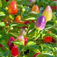 ราคา พริกสีรุ้งจิ๋ว ถูกที่สุด 10 บ เมล็ดพันธุ์พริกสีรุ้งจิ๋ว 10เมล็ด งอกง่าย พุ่มใหญ่ พริกประดับสีรุ้ง (13105410623)