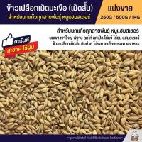 ราคา ข้าวเปลือกเม็ดมะเขือ ข้าวเปลือกเม็ดสั้น อาหารนกแก้วทุกสายพันธุ์ หนูแฮมสเตอร์ ไก่ชน ไก่แจ้ แบ่งขาย 250G 500G 1KG (16120103922)