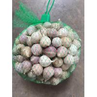 ราคา กระเทียมโทนใหญ่สุดสินค้า คัดคุณภาพ คัดพิเศษ หัวใหญ่สุดๆ 1 กก (20689567459)