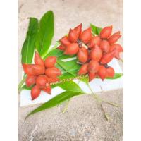 ราคา สละสุมาลีจันทบุรี กระซ้า 2 กิโล (20201264688)