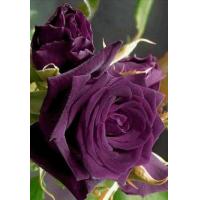 ราคา 5 เมล็ด เมล็ดกุหลาบ สีม่วง ดอกใหญ่ สายพันธุ์ของแท้ 100 เมล็ดกุหลาบ ดอกกุหลาบ ปลูกกุหลาบ กุหลาบ อัตรางอก70 80 Rose seeds มีคู่มือวิธีปลูก (9079013371)