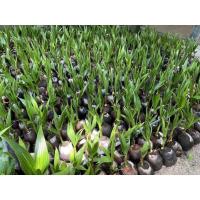 ราคา ต้นมะพร้าวน้ำหอมต้นเตี้ย ขั้นต่ำ2ต้น (19393177011)