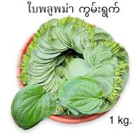 ราคา ใบพลู พลู พลูกินหมาก พลูสด 1กิโลกรัม 1Kg ใบพลูสด พลูพม่า พลูหมาก หมากพลู หมากแห้ง หมาก (16600268886)