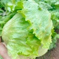 ราคา เมล็ดพันธุ์ ผักกาดแก้ว หอมห่อ 1000 เมล็ด 10 เเถม 1 คละได้ (10731213249)