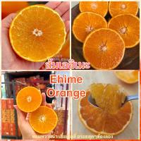 ราคา ส้มเอฮิเมะ ญี่ปุ่น 1kg เนื้อเยลลี่ หวานฉ่ำหอม (20677411639)