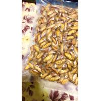 ราคา ดักแด้สด แช่แข็ง 1กิโลกรัม (19645624961)