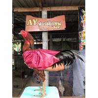 ราคา ถุงคุมปีกไก่ชน นวมไก่ชน ไก่ชน ปีกไก่ สำคัญแค่ไหน คนรักไก่รู้ดีค่ะ คลุมปีกไก่ กันน้ำ ป้องกันเวลาเช็ดน้ำไก่ ไม่ให้ปีกเสียหาย (19350570831)