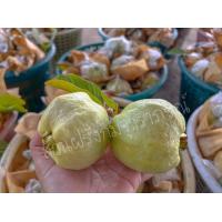 ราคา ฝรั่งกิมจู ไส้ขาว รสชาติ หวานอมเปรี้ยว ผิวขาวนวล 3 5 ลูกโล ตัดสดๆ จากสวนบ้านแพ้ว (19684736148)