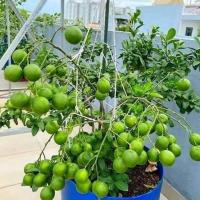 ราคา มะนาวสุขประเสริฐ ต้นพันธ์ุมะนาวแป้นสุขประเสริฐ เสียบยอด มะนาวไร้เมล็ดเปลือกบาง กิ่งพันธุ์ มะนาวพันธุ์แท้พร้อมปลูก มีใบรับรองพันธ์ุ ลูกดกลูกใหญ่น้ำเยอะ (20383023742)