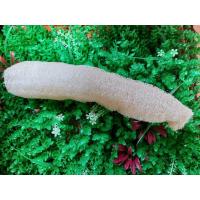 ราคา ใยบวบชนิดบาง ใยบวบใยไม่หนา ใยบวบขัดหน้า ขัดผิว ใยบวบธรรมชาติ ใยบวบ 3 ขนาด (9875952781)