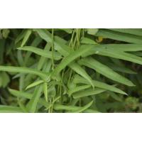 ราคา เถาว์ตดหมูตดหมา พาโหม กระพังโหม เถาว์ ใบเก็บสด 300 กรัม (20552934454)