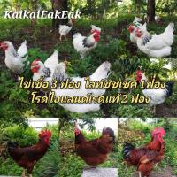 ราคา ไข่เชื้อไก่ไ่ข่ ไข่ ลุ้้นเชื้อ 3ฟองไลท์ชัชเชค 1ฟอง ไข่เชื้อโร้ดไอส์แลนด์ เรด 2ฟอง ต่อกล่องในราคา 130บาท (18552459568)