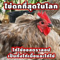 ราคา ไข่เชื้อ ไข่สำหรับฟักไก่ ออสตราลอป 2ใบ ไข่เชื้อไก่ไข่สวยงามสายพันธุ์นำเข้าไข่ดกที่สุดในโลก เป็นทั้งไก่ไข่และไก่เนื้อ (17158396551)