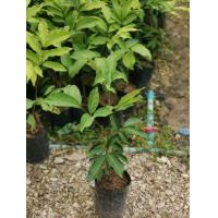 ราคา เงาะสีทอง ติดตา รสชาติ หวานหอม ความสูง 50 70 ซม รับประกัน พันธุ์ แท้100 (20294460317)