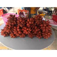ราคา สละสุมาลี (20535588318)