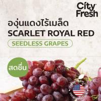 ราคา CityFresh องุ่นแดง ไร้เมล็ด Scarlet Royal Red จากอเมริกา ผลไม้นำเข้า (13195966142)