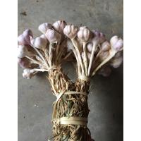 ราคา กระเทียมไทยมัดจุก มีต้น 1 กก (20689562755)