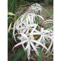 ราคา ต้นพลับพลึงป่า ชุด 2 หัว (19229080890)