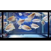 ราคา อาหารปลา ปลา แรดเผือก ไซร้2 5 3นิ้ว โตไวดูแลง่าย มีประกัน (20379595658)