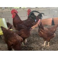 ราคา ไข่เชื้อสำหรับฟัก 10ฟอง แถม 2รวม 12พันธุ์โรดแดงอเมริกาสายพันธุ์แท้ ไข่ไก่ ไข่ไก่สายพันธุ์แท้ (11020985710)