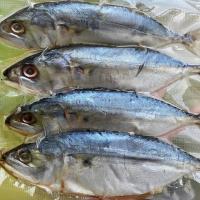 ราคา ปลาทูมันแดดเดียวแม่กลอง เค็มน้อย อร่อยมาก แพ็ค3 4ตัว (17428776019)