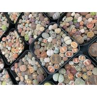 ราคา ไลทอปมิกซ์ Lithops ไลทอปพอต7ซม เลือกพอตทักแชท (20670686503)