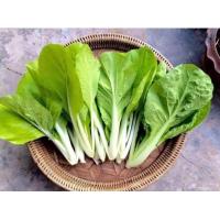 ราคา เมล็ดพันธุ์ ผักกาดขาวน้อย ผักกาดขาวเบา 5000 เมล็ด 10 แถม 1 คละได้ (9471874677)