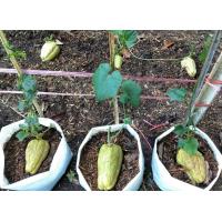 ราคา 20ลูก ลูก11 บาท พันธ์ุมะระหวานพันธุ์ฟักแม้ว สำหรับปลูก คัดผลแก่ มีคุณภาพ งอก100 มีตลอดทั้งปี (12482591719)