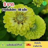 ราคา 9 บาท เมล็ดพันธุ์ดอกบานชื่นกลีบซ้อนสีเขียว (20097648302)