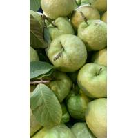 ราคา ฝรั่งกิมจู เนื้อฟู เมล็ดน้อย กรอบ หวาน (20120743527)