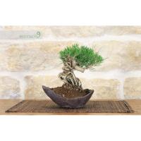 ราคา 25 เมล็ดพันธุ์ เมล็ด สนดำญี่ปุ่น สนญี่ปุ่น บอนไซ JAPANESE BLACK PINE seed อัตราการงอกสูง 80 85 (11770138864)