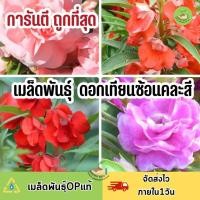 ราคา ถูกที่สุด เมล็ดพันธุ์ ดอกเทียน กลีบซ้อนหลากสี (18834631794)