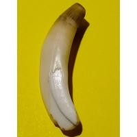 ราคา เขี้ยวหมูตัน เครื่องราง หากินเก่ง หากินคล่อง ของเก่าบ้านๆ ยาว 6 5 x 1 5ซ ม (14557603788)