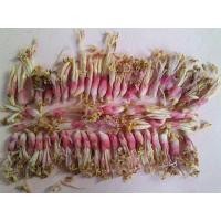 ราคา ว่านดอกทอง ดอกว่านดอกทอง Elettariopsis ว่านราคะ (8024947016)