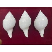 ราคา สังข์ สังข์รดน้ำ สังข์ใส่น้ำ สังข์บูชา สังข์แท้ นำเข้าจากประเทศอินเดีย (19921181142)