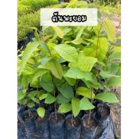 ราคา ต้นพยอม ความสูง60 80ซม (17307564675)