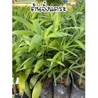 ราคา ต้นจั๋งแคระ ไม้ฟอกอากาศ สูง40 50ซม (16581902385)