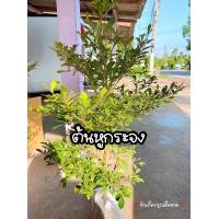ราคา ต้นหูกระจง แผ่บารมี ไม้มงคล ต้นแข็งแรง (20569157967)