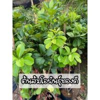 ราคา ต้นส้มโอทองดี สูง80 90ซม ต้นแข็งแรง (17505700857)