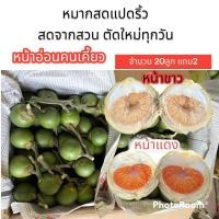 ราคา หมากสด หมากสดแปดริ้ว หมากสดเคี้ยว ตัดใหม่ จำนวน 20 ลูกแถม2 (18526869269)