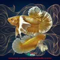 ราคา ปลากัดหูช้าง สีทอง 1 คู่ คัดเกรดพิเศษ พร้อมผสมพันธุ์ (20713030539)