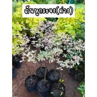 ราคา ต้นหูกระจงด่าง ไม้มงคล ปลูกประดับ (19746452013)