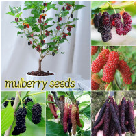 ราคา ปลูกง่าย เมล็ดสด 100 เมล็ดพันธุ์ ต้นหม่อน บรรจุ 200 เมล็ด Mulberry Seed Fruit Seeds for Planting เมล็ดพันธุ์ผลไม้ ต้นไม้ผลกินได้ ต้นไม้กินผล เมล็ดผลไม้ เมล็ดพันธุ์ไม้ พันธุ์ไม้ผล บอนไซ ต้นไม้มงคล เมล 