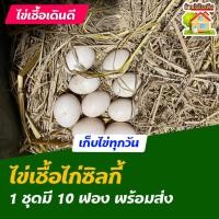 ราคา ไข่เชื้อไก่ซิลกี้ อเมริกา สำหรับการฟัก 10 ฟอง (8102450510)