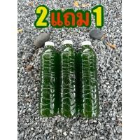 ราคา น้ำเขียว 2 แถม 1 39 บาท อามิ อามิ กากผงชูรสแท้100 อาหารไรแดง ชุดเพาะน้ำเขียว น้ำเขียว สาหร่ายคลอเรล่า ไข่ไรแดง Macrocopa อามิอามิ อามิ ไรนางฟ้า (20541556215)