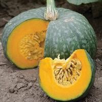 ราคา ฟักทองญี่ปุ่น ถูกที่สุด10บ เมล็ดพันธุ์ฟักทองญี่ปุ่น 3 เมล็ด เนื้อหวานที่สุด ปลูกง่าย ลูกดก รสชาติดี โตไว (13127542095)