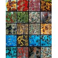 ราคา กุ้งแคระ มีหลายแบบ (20694320383)