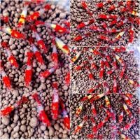 ราคา กุ้งแคระ มีหลายแบบ (20642327432)