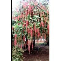 ราคา ต้นจิกน้ำ 20 30เซน ชุด10ต้น180บาท (12678162181)